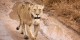 Tanzanie - 2010-09 - 202 - Serengeti - Lionne